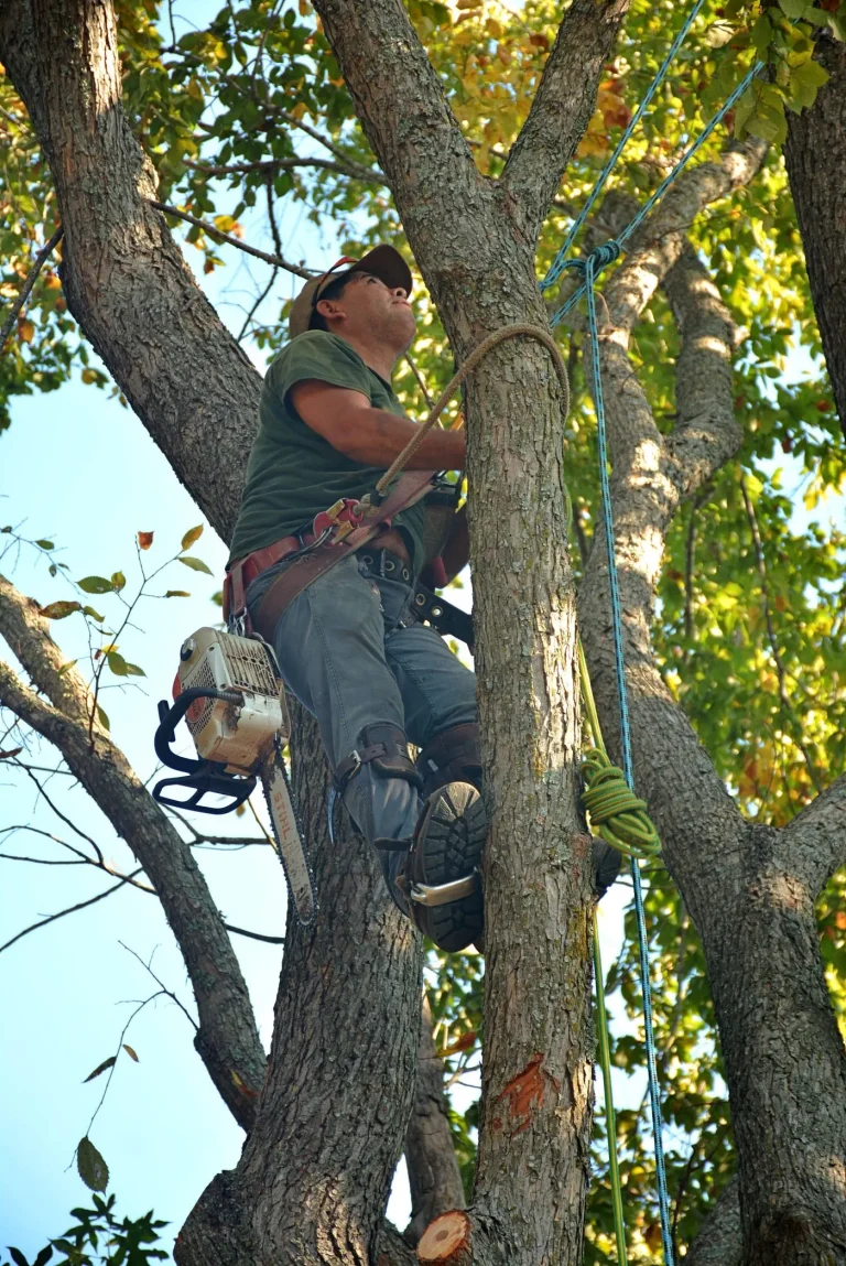 Arborist cu echipament de protecție urcat în copac pentru lucrări de toaletare