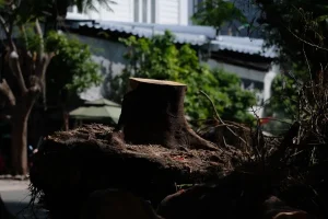 Cioată de copac cu rădăcini rămasă lângă o locuință