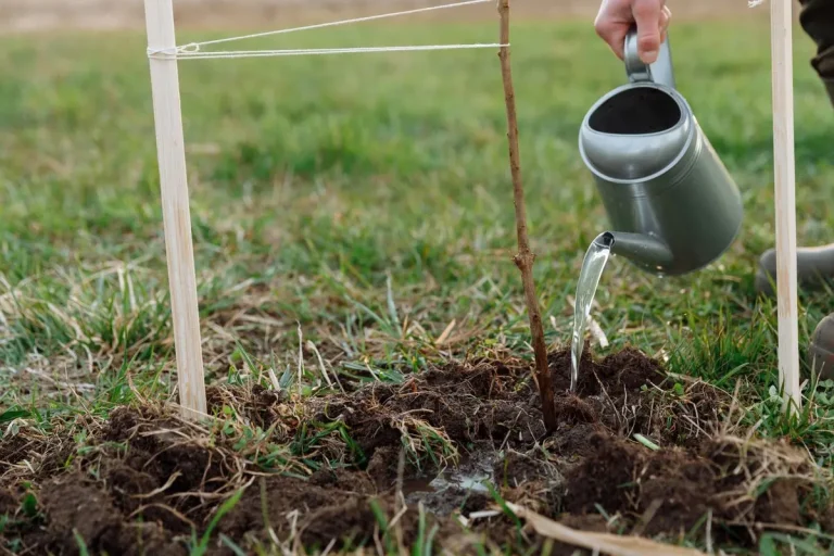 Pom tânăr proaspăt plantat, cu tutore, udat cu stropitoarea