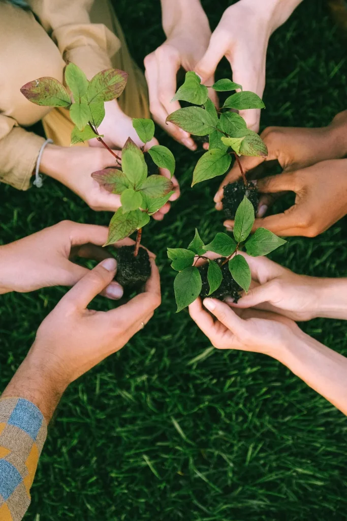Mâini care plantează puieți de arbori în pământ